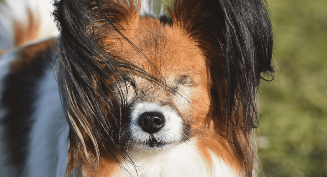 Tous les conseils pour bien éduquer un chien aveugle