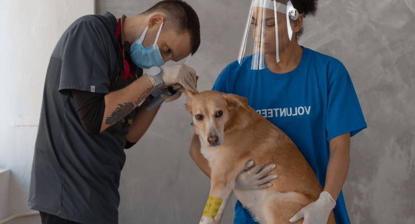 Mon chien est blessé : que faire ?