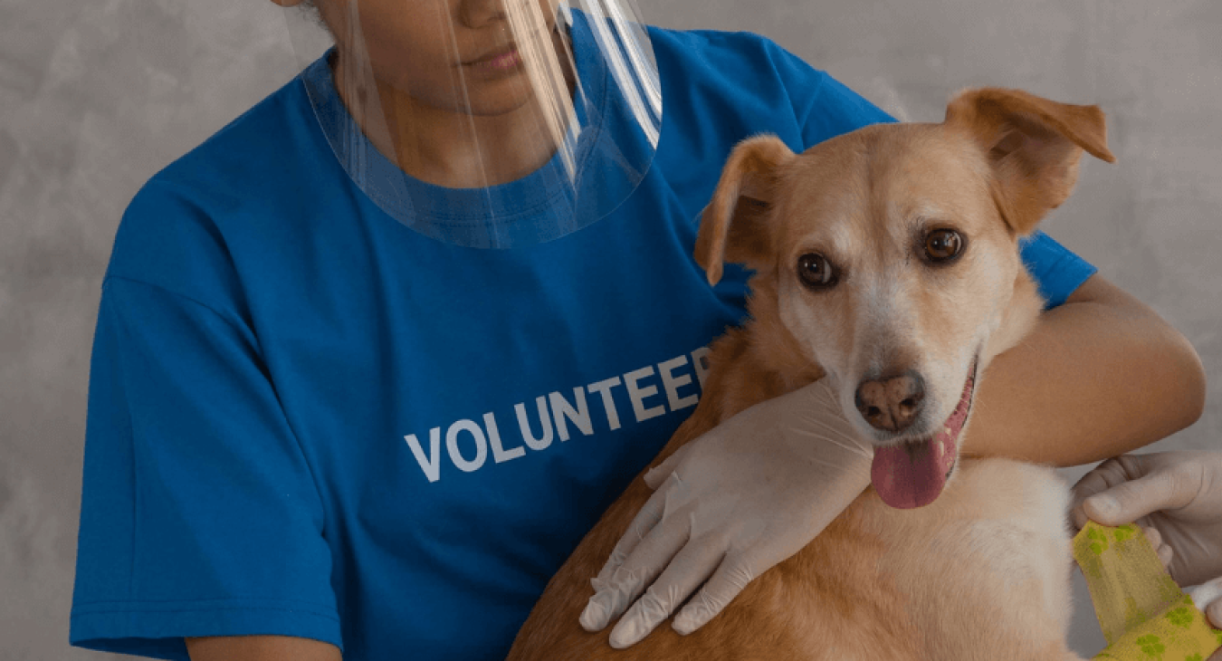 Les réflexes à adopter pour reconnaître et soigner un chien brûlé