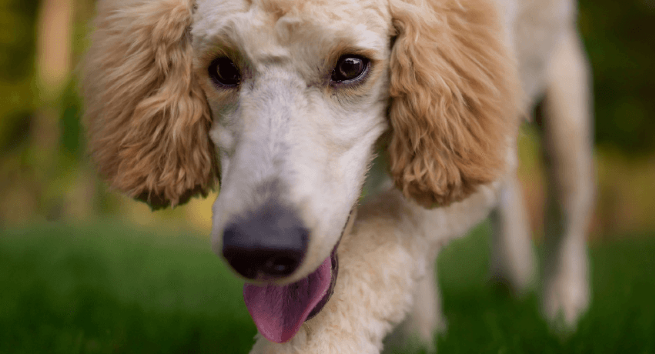 Chien qui mange son caca : que faire pour arrêter ce comportement ?