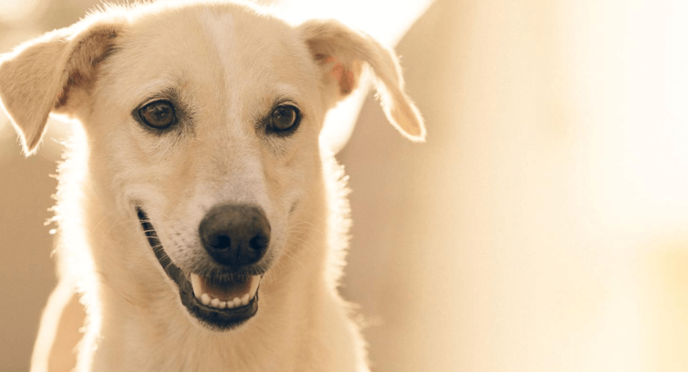 Comment choisir une caisse de transport pour chien ?