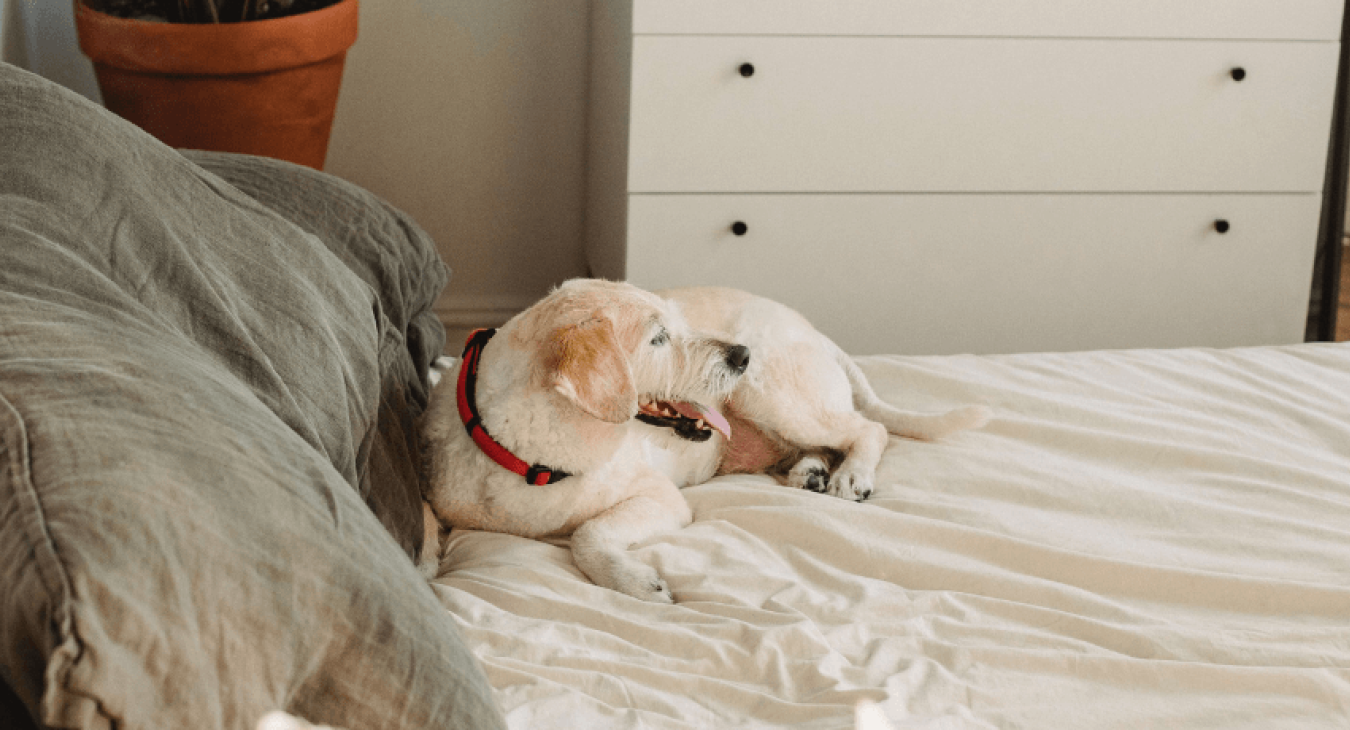 Comment trouver un chien calme ?