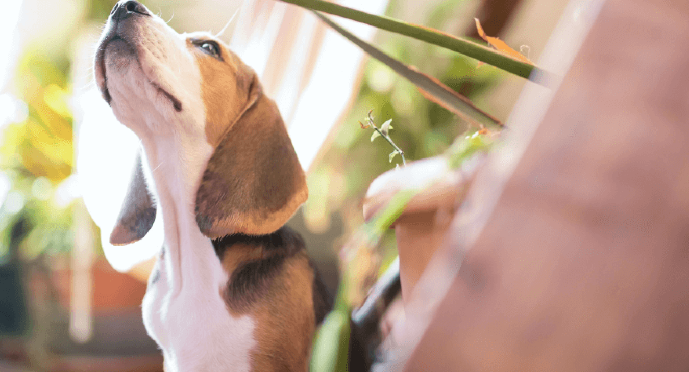 Adopter un chien chasseur