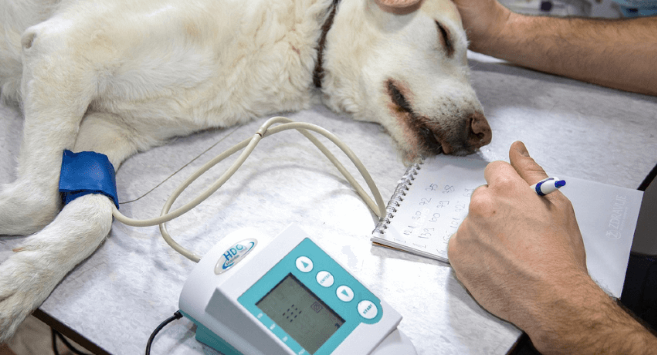 Mon chien a chuté, que faire ?
