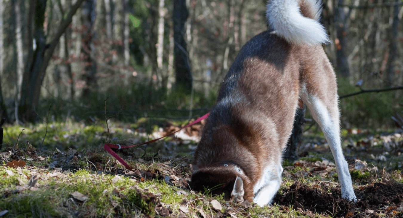 Comment empêcher un chien de creuser ?