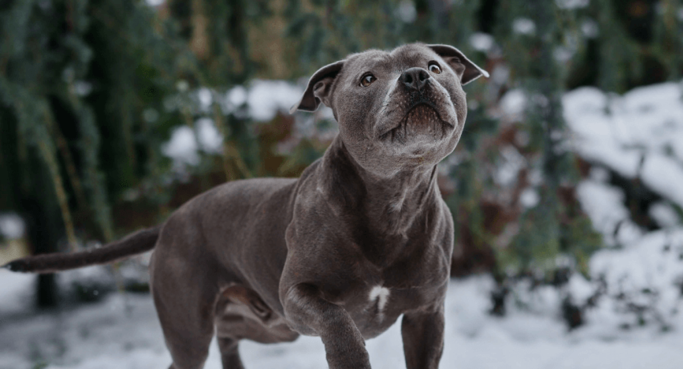 Détention d’un chien dangereux : quelle réglementation ?