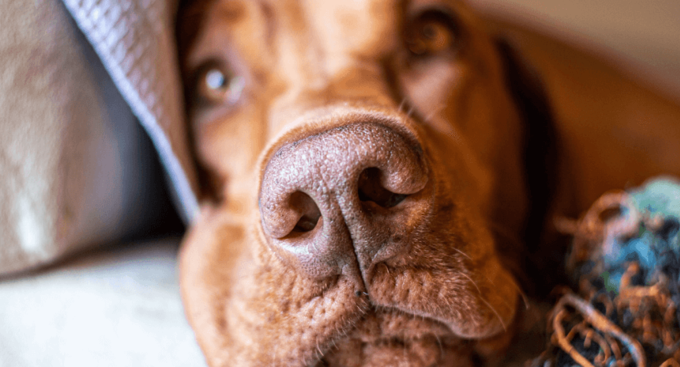 Chien destructeur : comment réagir face à ce comportement ?