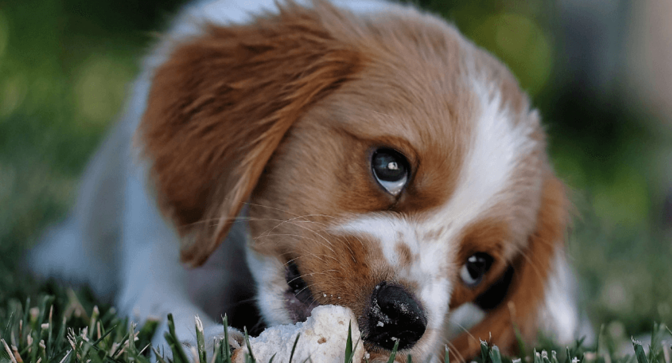 Les symptômes chez le chien empoisonné et les bons réflexes à adopter