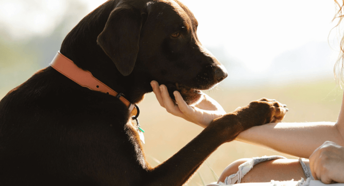 Comment vivre au quotidien avec un chien envahissant ?