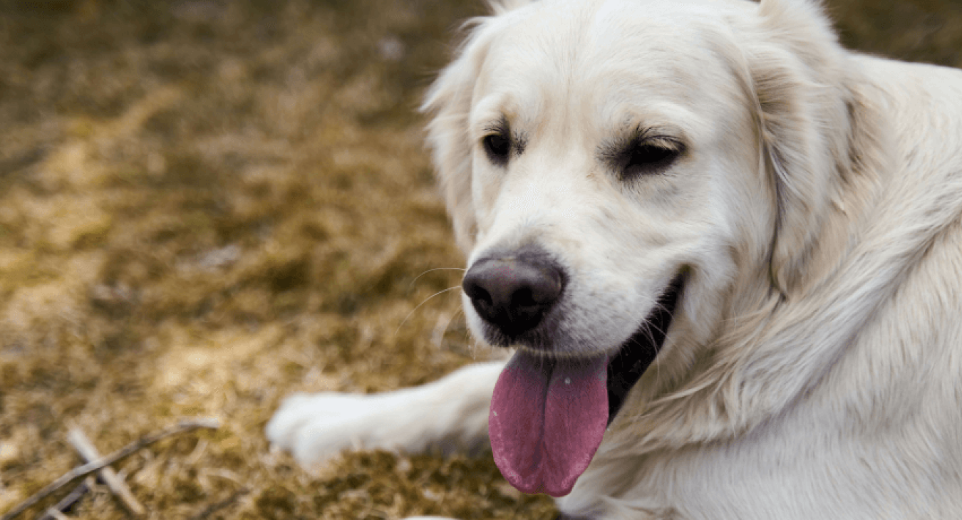 Comment empêcher un chien de fuguer ?