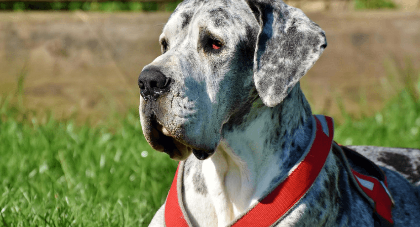 Chien de grande taille : avantages, races et particularités