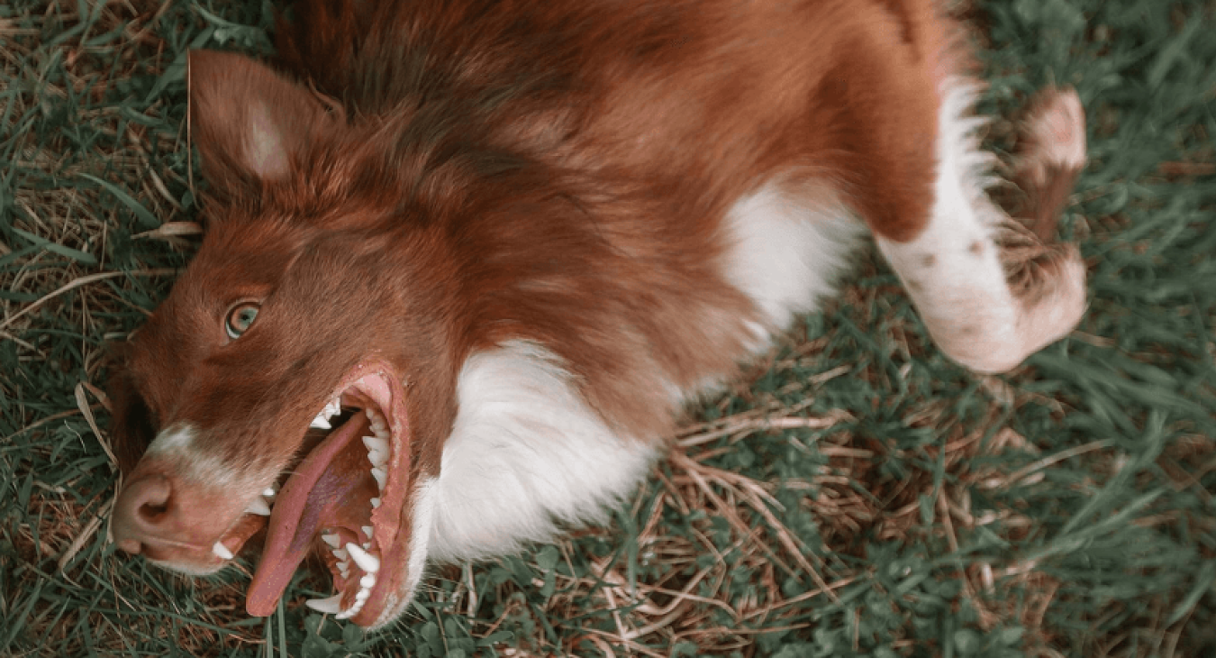 Chien qui mange de l’herbe : quelles sont les explications à ce comportement ?