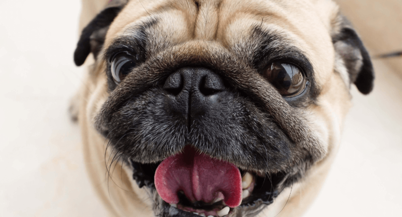 Que faire pour rendre son chien heureux ?