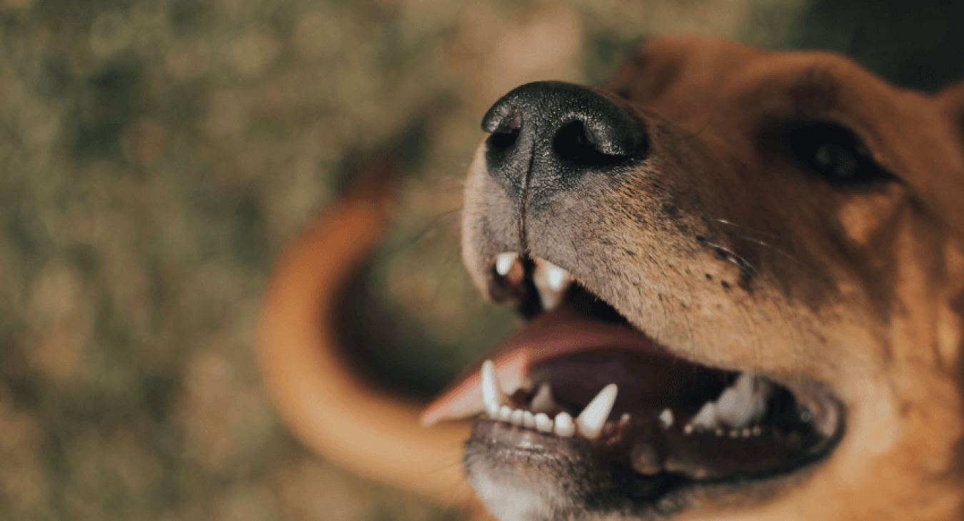 Mon chien est hyperactif : que faire ?