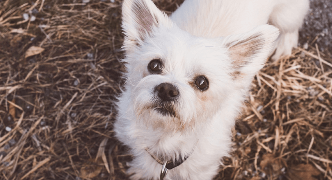 Comment choisir un chien hypoallergénique ?