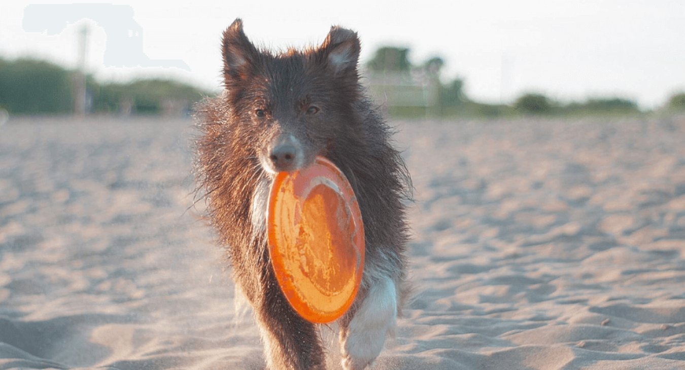 Adoption : choisir un chien joueur