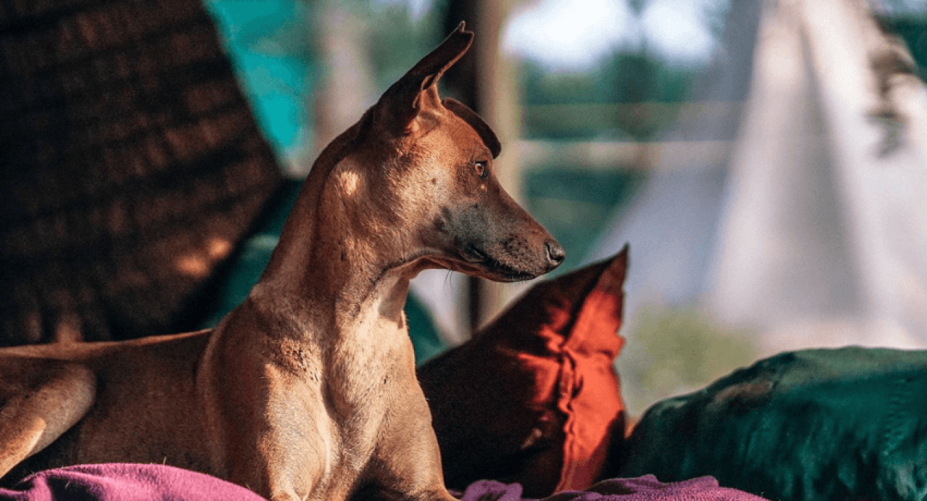 Mon chien est maigre : que faire ?