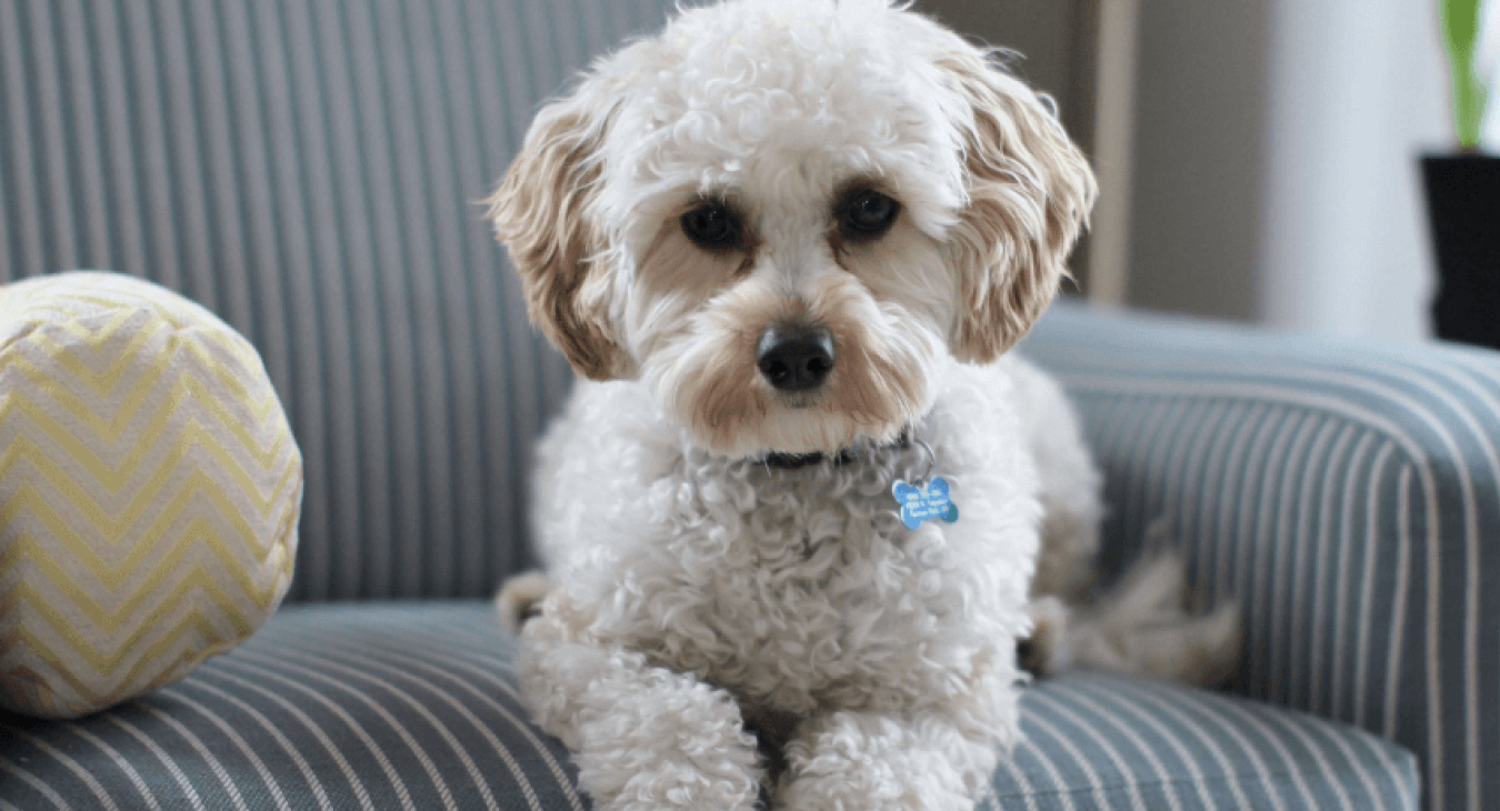 Comment réagir en cas de chien malpropre ?