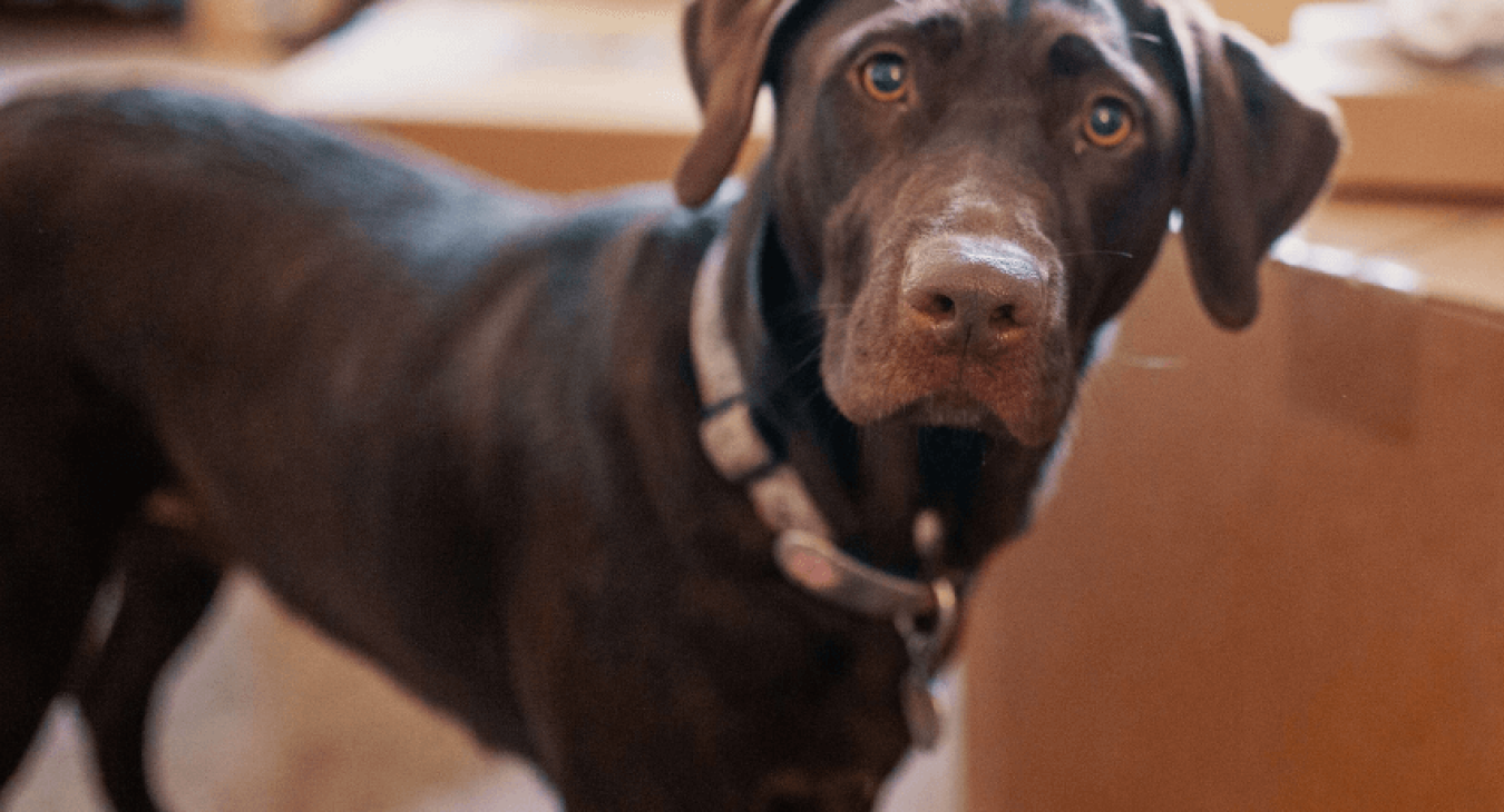 Chien malpropre : pourquoi et comment réagir ?