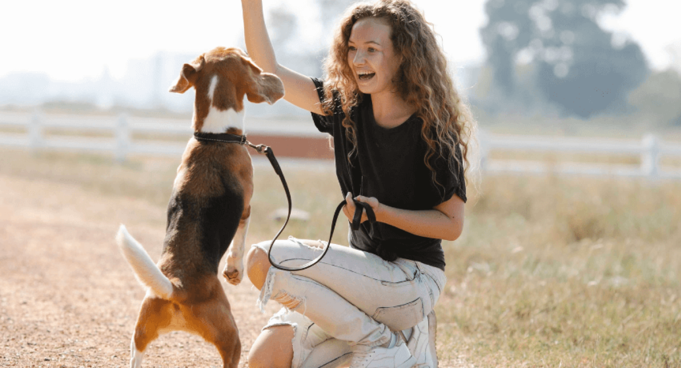 Adopter un chien obéissant : tout ce qu'il faut savoir