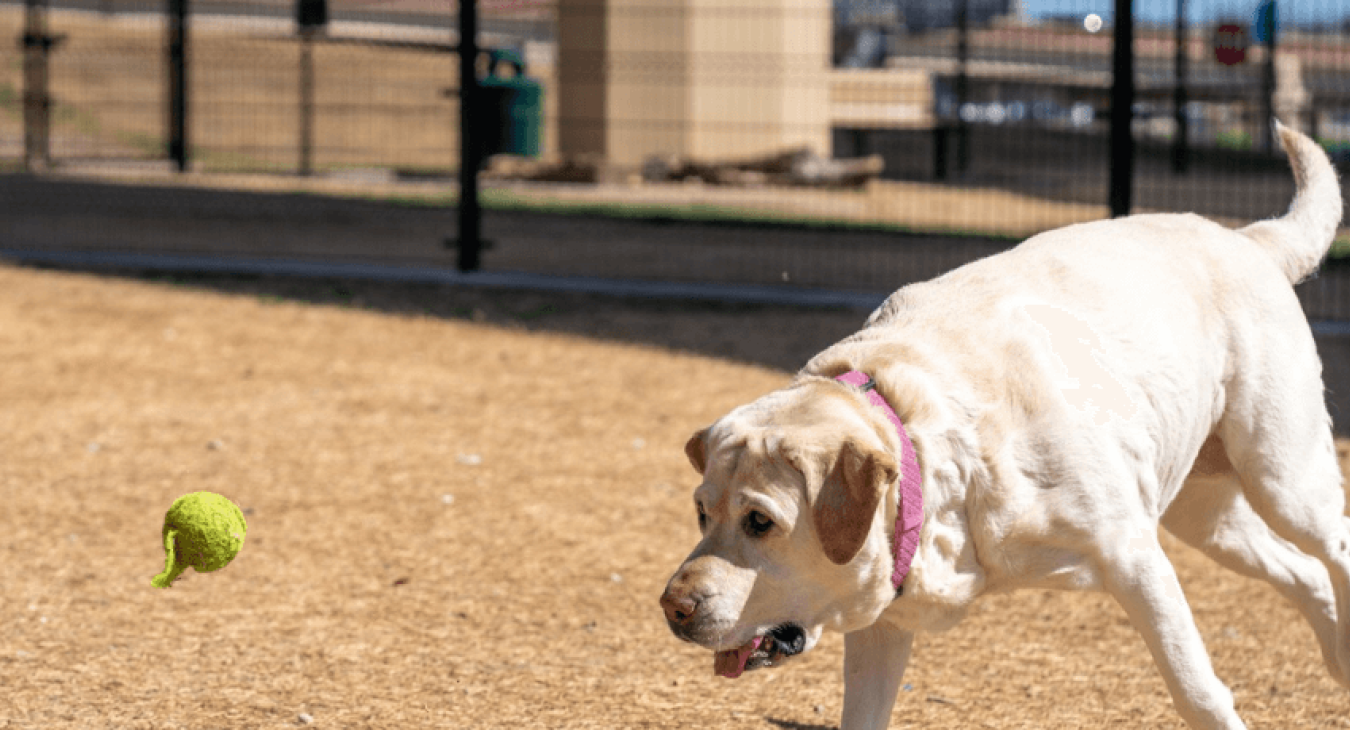 Le surpoids chez le chien, une maladie en soi
