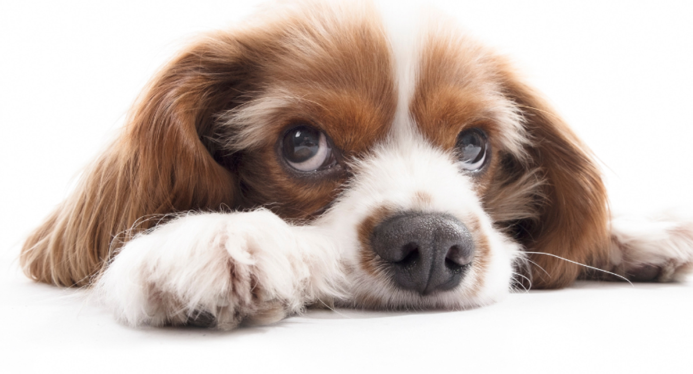 Comment gérer un chien peureux ?