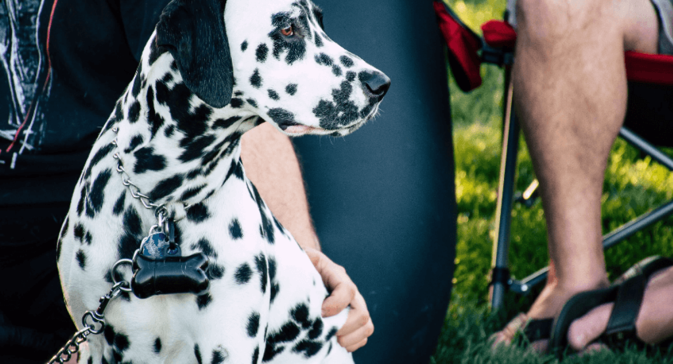 Bien choisir pour avoir un chien protecteur
