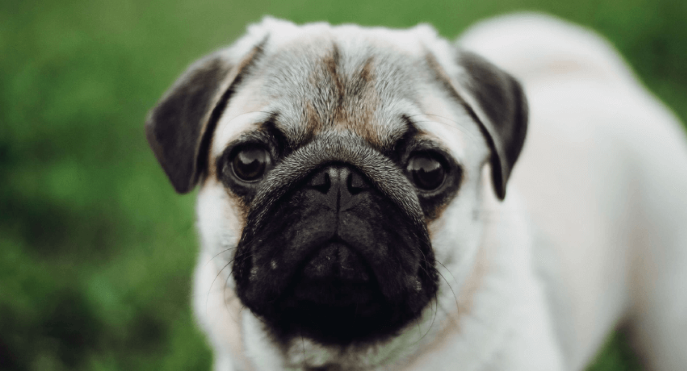 Quelle race choisir pour les maîtres souhaitant un chien qui aboie peu ?