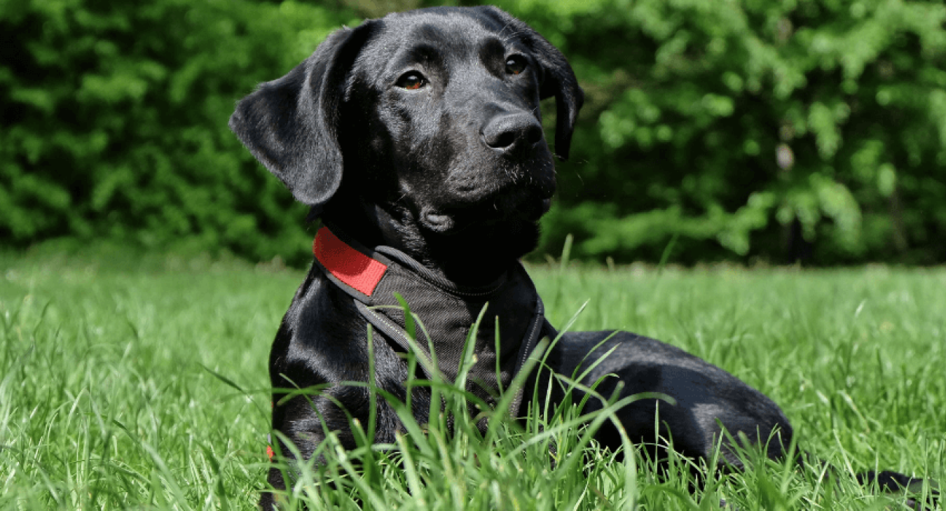 Que faire si vous avez un chien sale passé l'âge de 6 mois ?