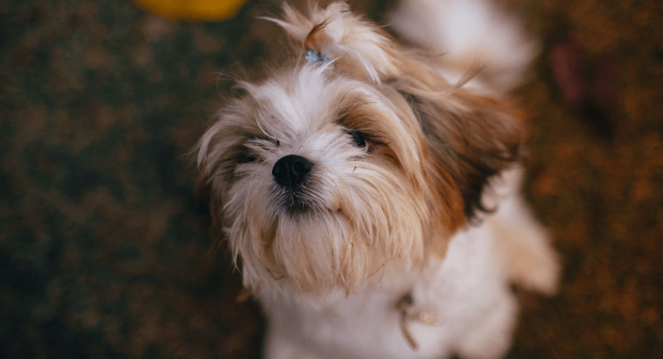 Adoption : quel chien solitaire choisir ?
