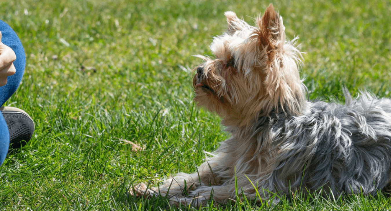 Votre chien est sourd : nos conseils pour bien l'éduquer malgré son handicap