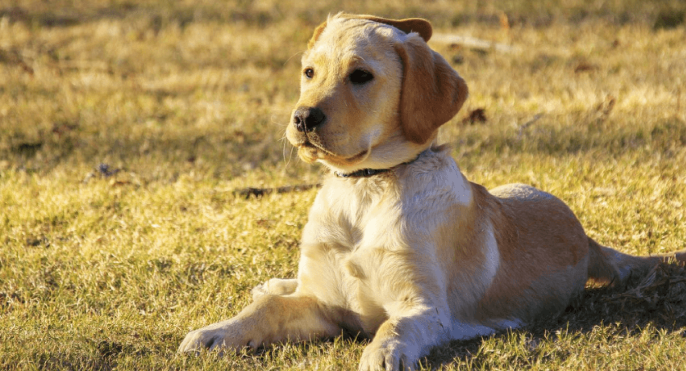 Choisir un chien de taille moyenne : les bons conseils