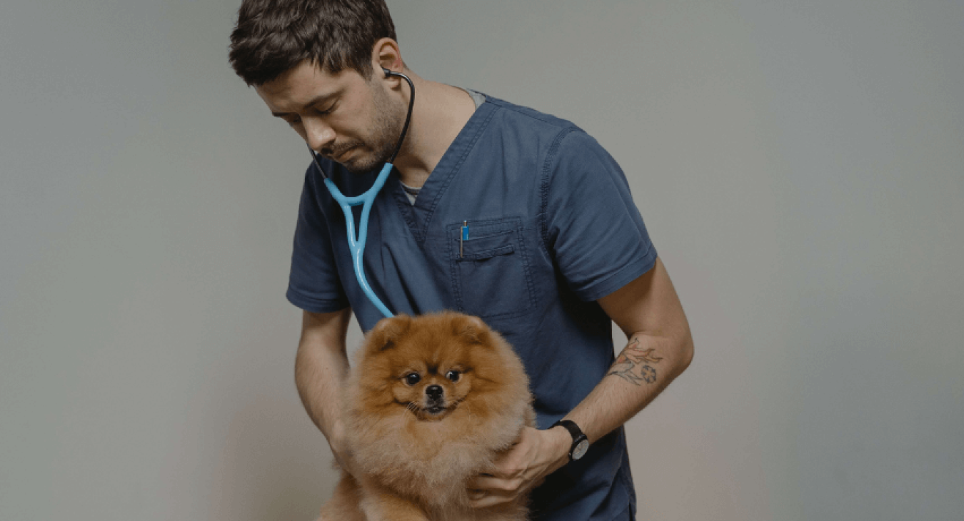 Pourquoi mon chien tousse : toutes les causes possibles