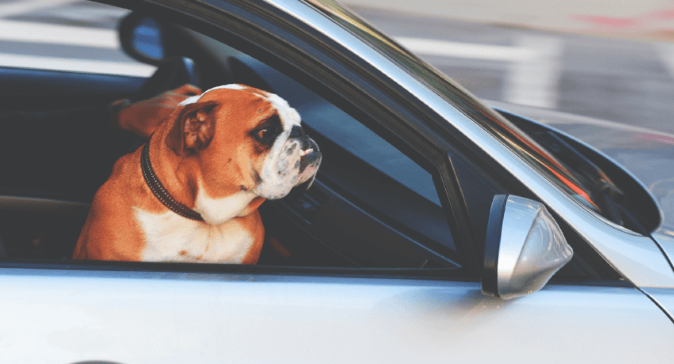 Tout ce qu’il faut savoir pour voyager en voiture avec un chien