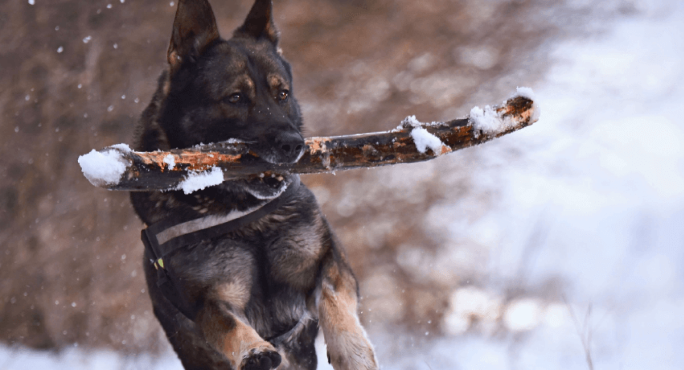 Chiens énergiques : quelles sont les races de chiens les plus actives ?