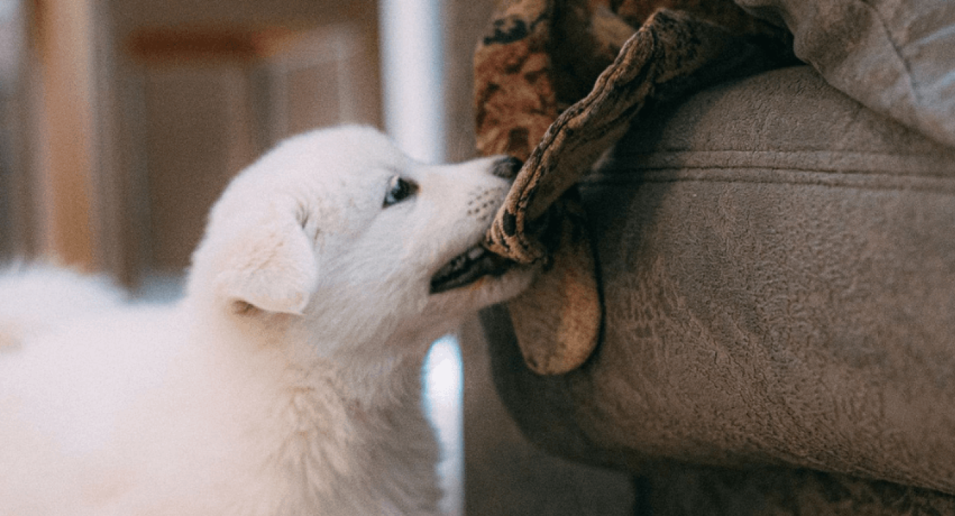 Pourquoi certains chiens mordent-ils ? Comment les en empêcher ?