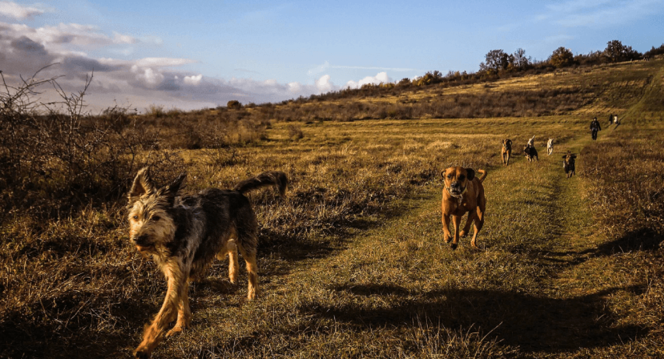 Chiens solides : quelles sont les races de chiens les plus résistantes ?