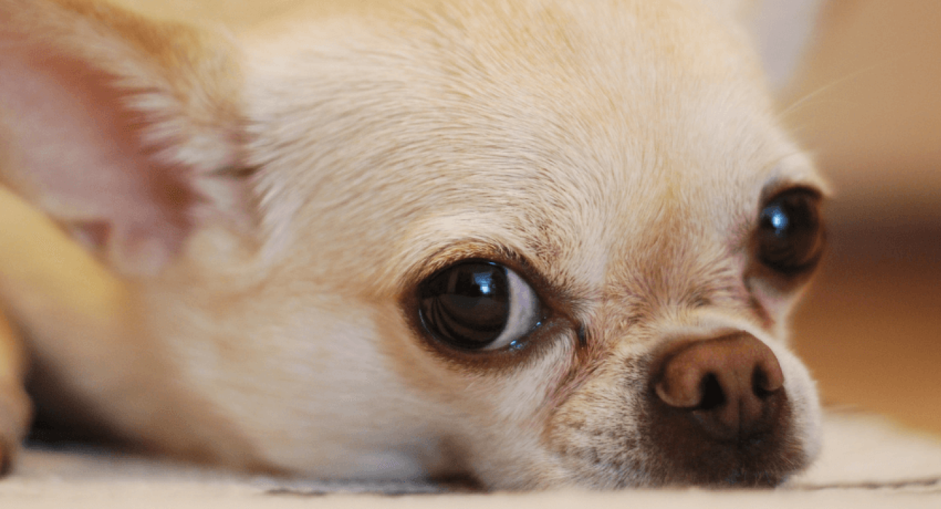 Le Chihuahua