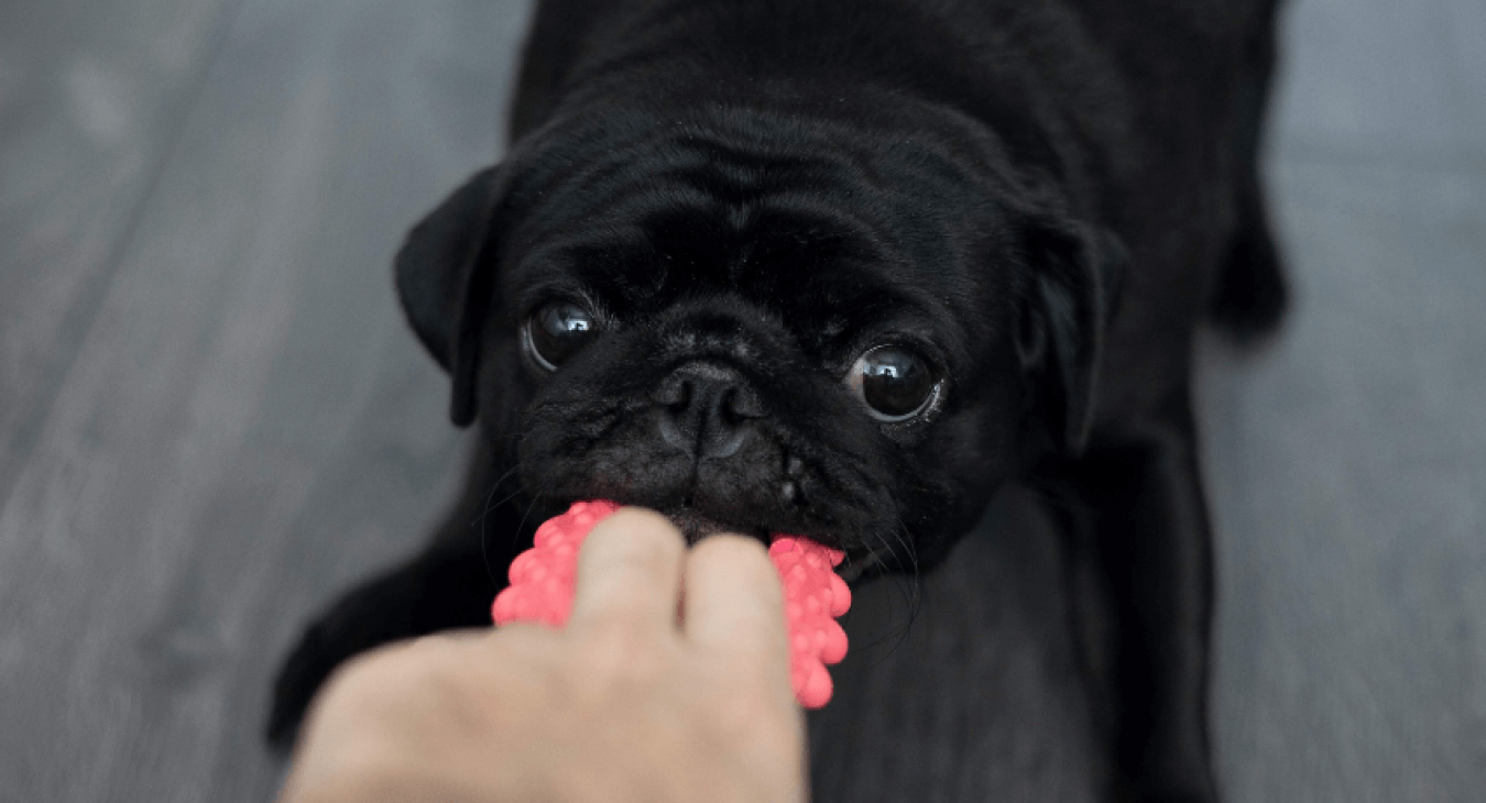 Comment inciter un chiot à contrôler son réflexe de mordillement ?