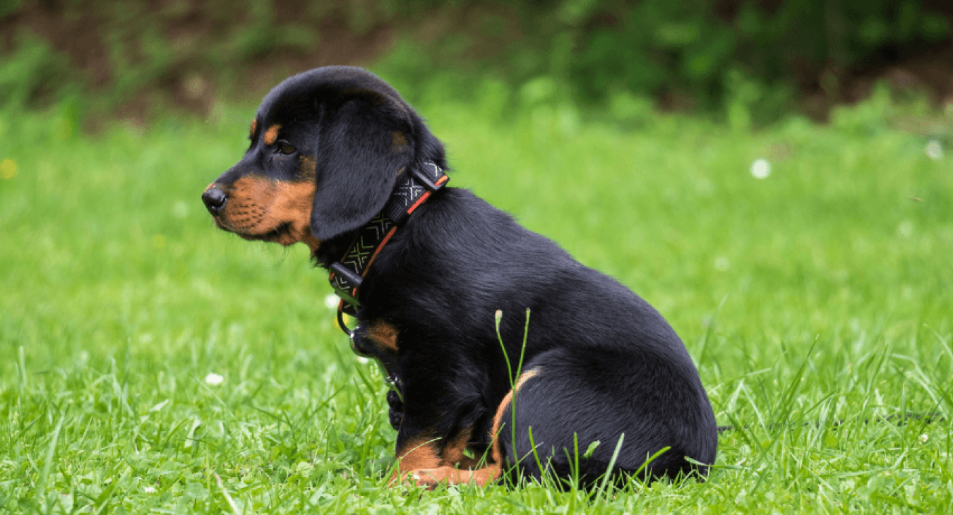 Comment apprendre à un chiot à être propre ?