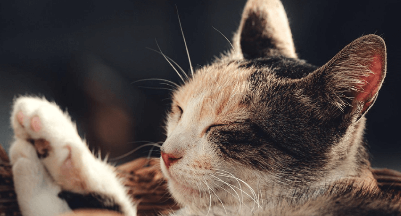 Quels sont les critères de choix pour acheter un chat ?