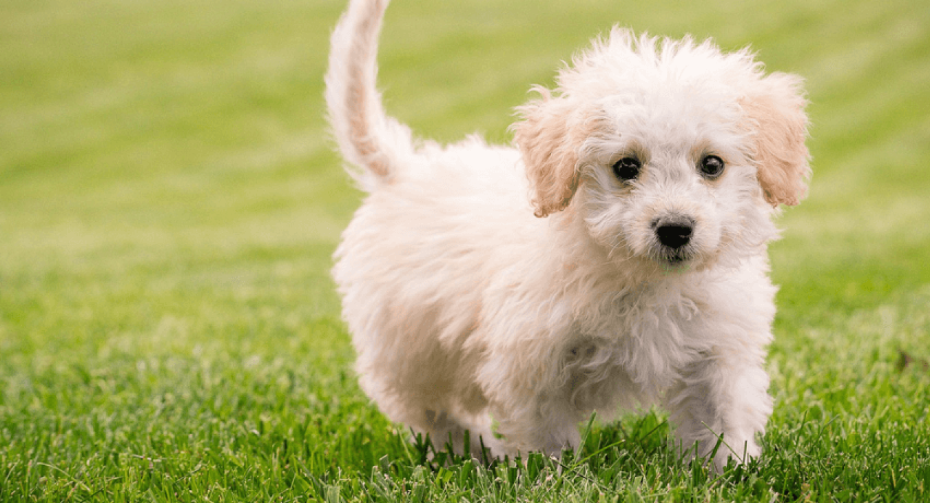 Comment et pourquoi choisir un chien de petite taille