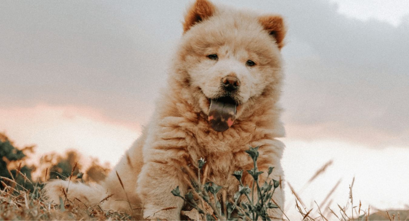 Chow-chow