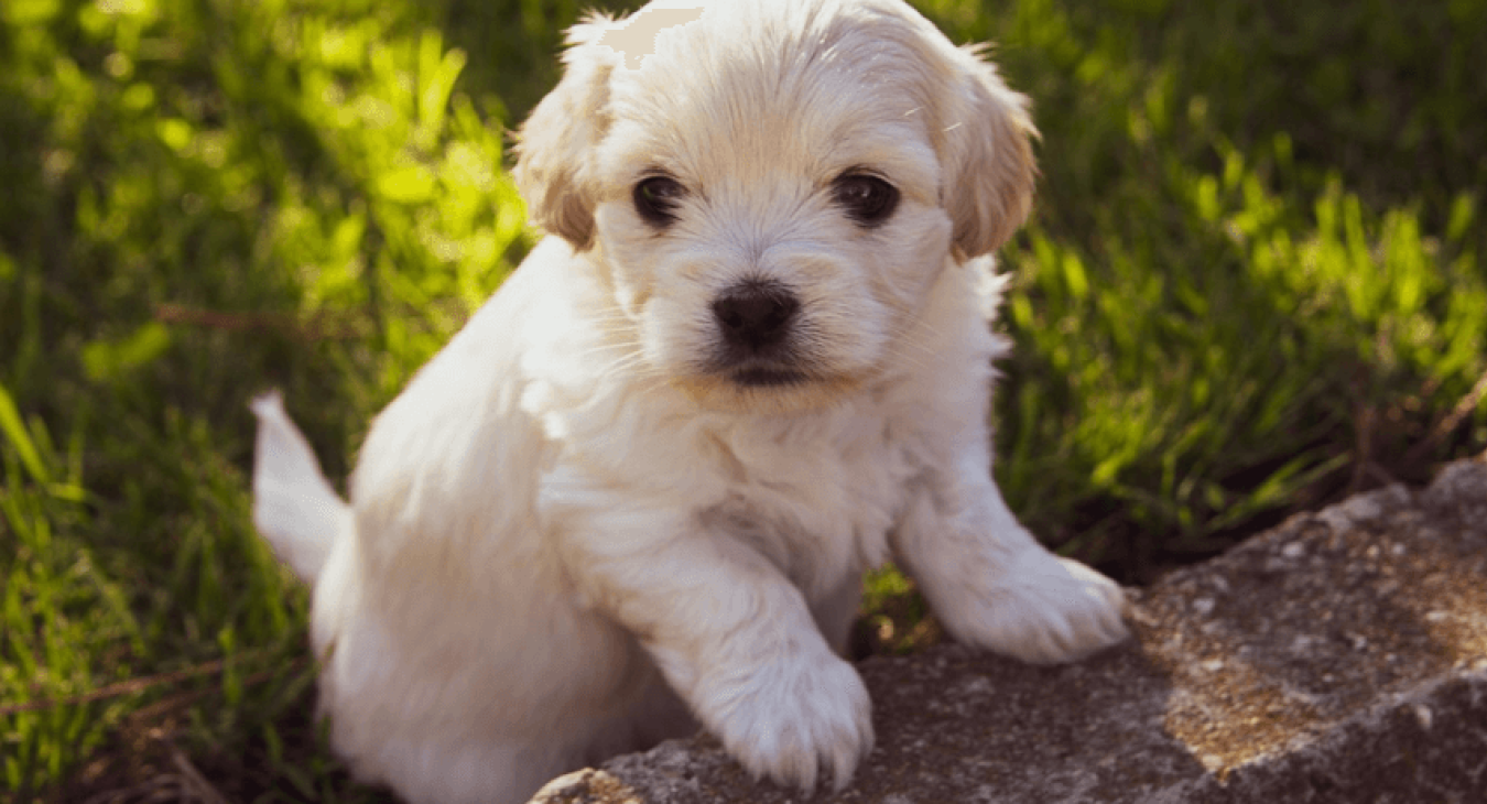 Comment gérer la cohabitation entre chien adulte et chiot ?