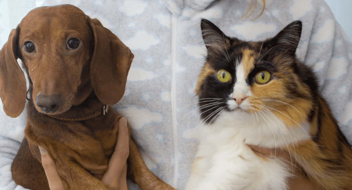 Quels conseils faut-il suivre pour réussir la cohabitation entre un chien et un chat ?