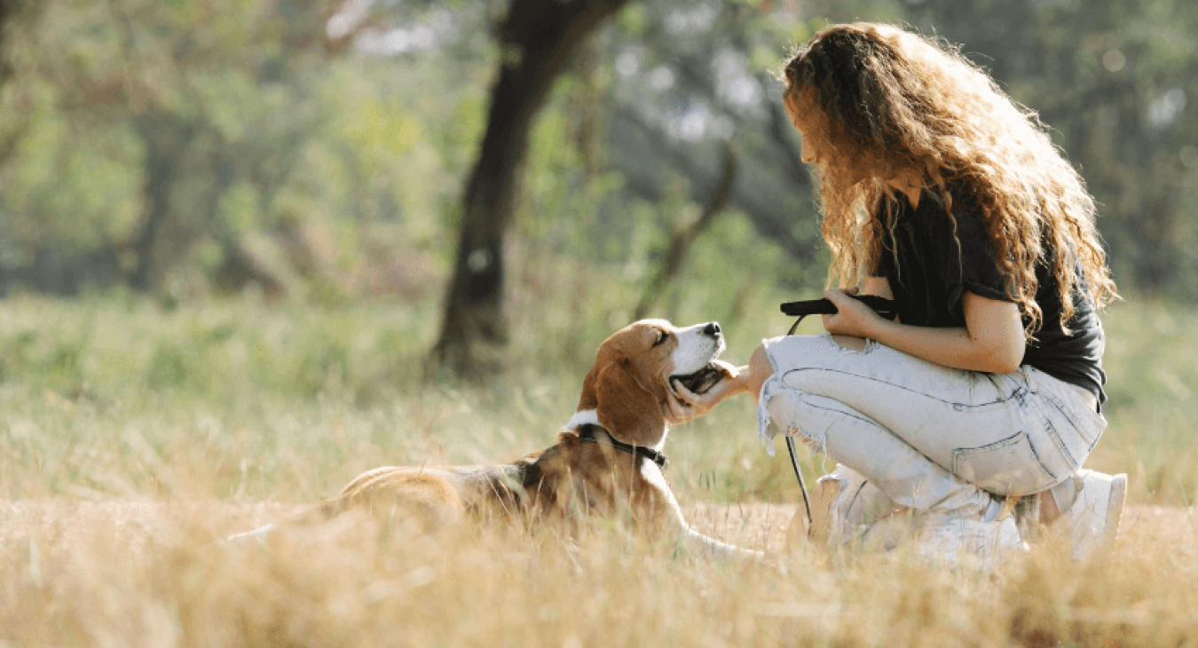 Le collier anti-fugue pour chien est-il vraiment utile ?