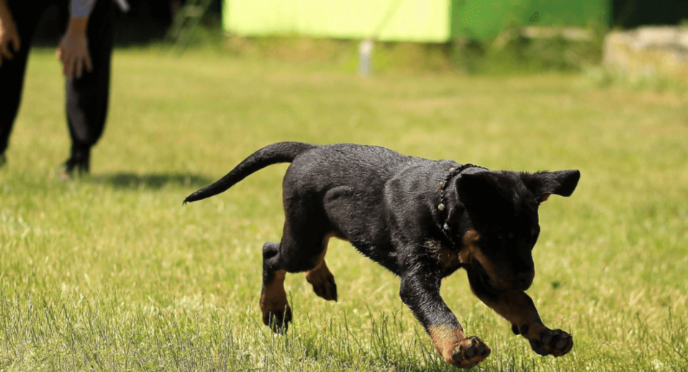 Le collier de dressage permet de corriger le comportement d’un chien à distance