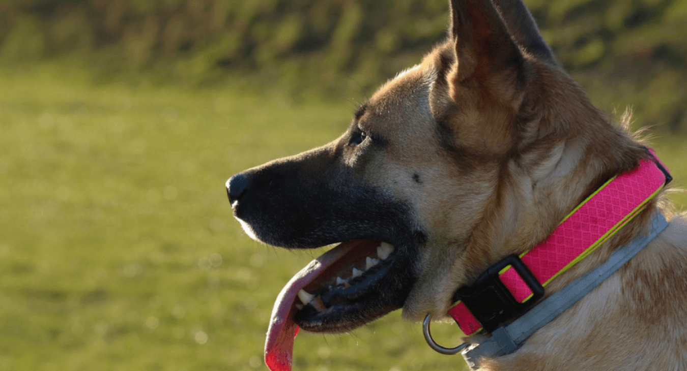 Un collier électrique pour contrôler les comportements inappropriés du chien
