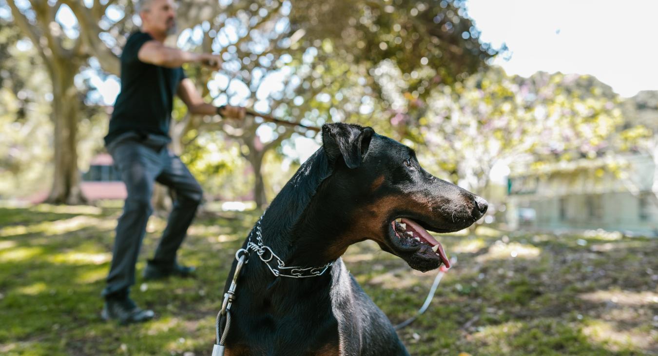 Pour ou contre le collier étrangleur pour chien ?