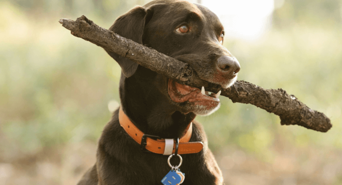 Le collier GPS pour localiser la position d’un chien en balade